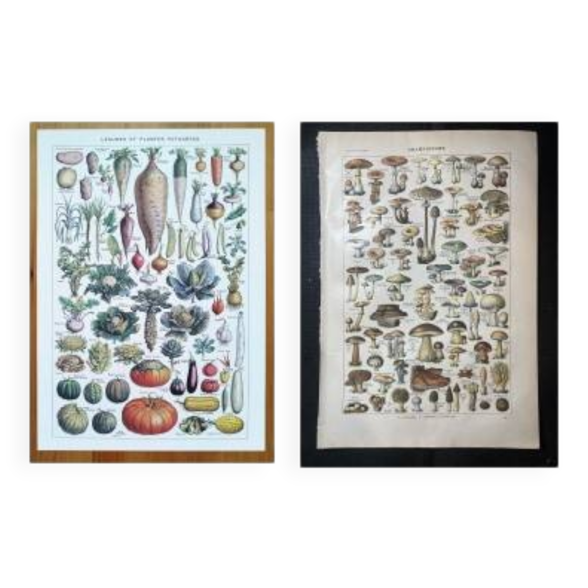 Poster about vegetables and lithograph about mushrooms