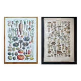 Poster about vegetables and lithograph about mushrooms