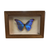 Papillon sous cadre entomologie