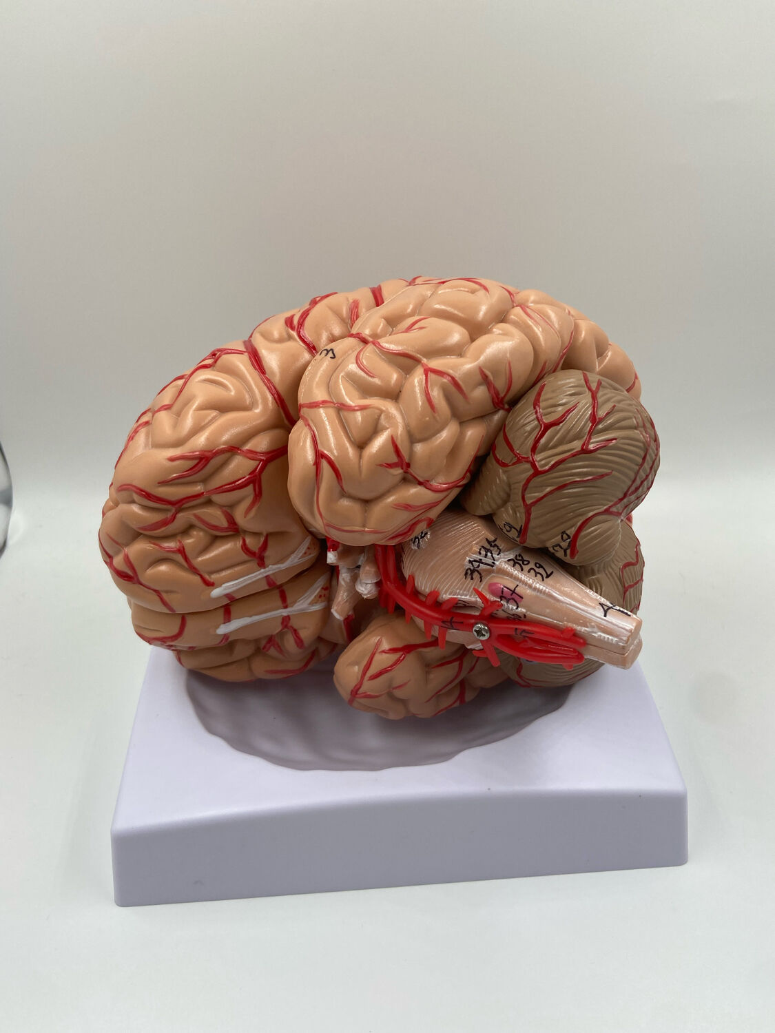 Anatomical brain model
