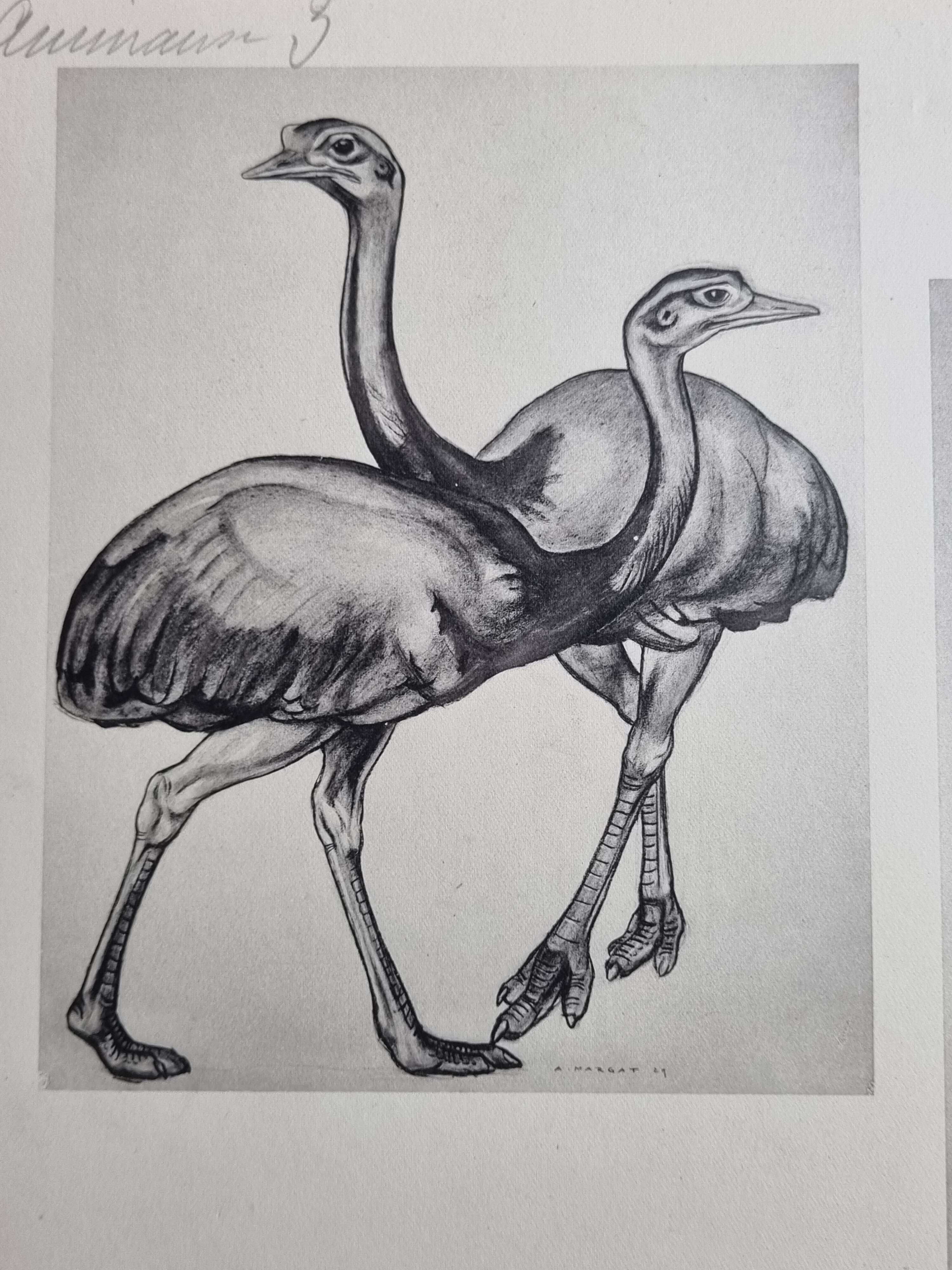 Illustrated plate, Studies of Ostrich and Marabout, Signed A. Margat, 1930