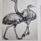 Illustrated plate, Studies of Ostrich and Marabout, Signed A. Margat, 1930