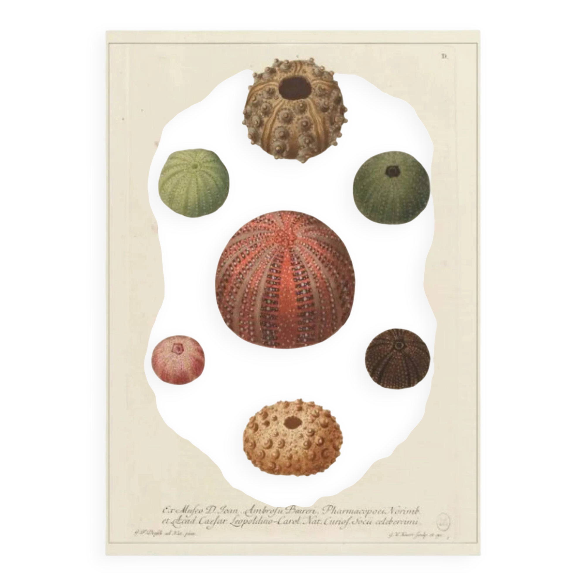 Vintage botanical poster of sea urchins printed on canvas, 30 × 40 cm
