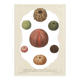Vintage botanical poster of sea urchins printed on canvas, 30 × 40 cm