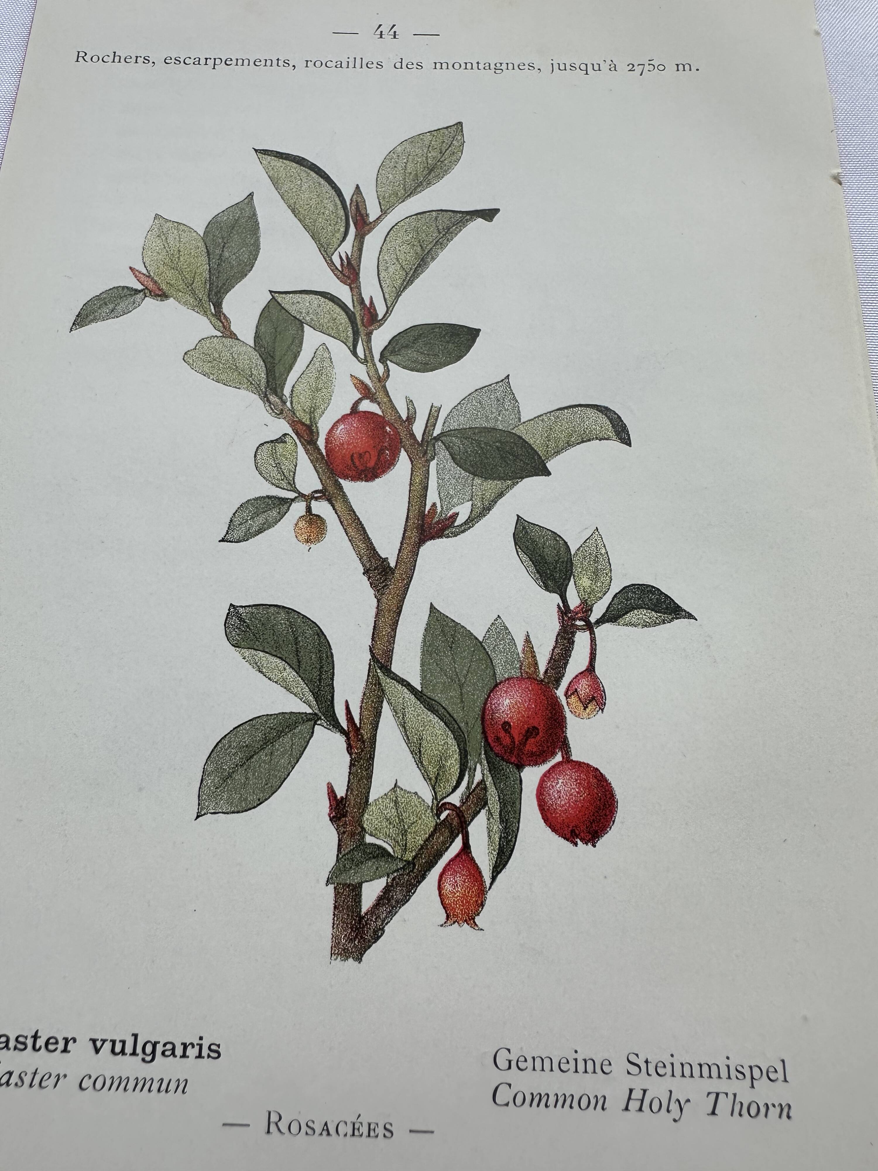 Botanical lithographic print, naturalistic, from the 1800s.