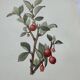 Botanical lithographic print, naturalistic, from the 1800s.