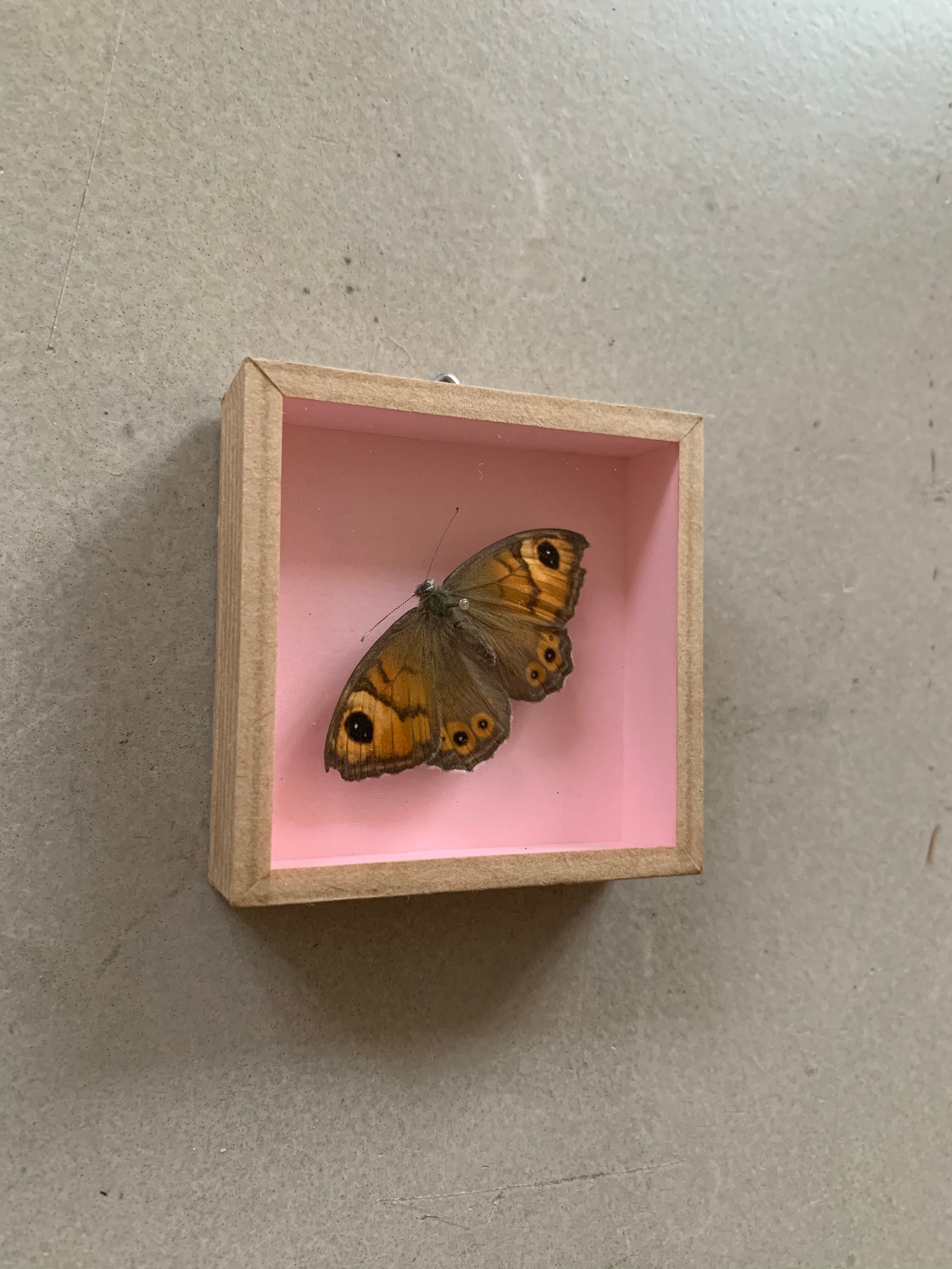Butterfly naturalized under glass