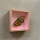 Butterfly naturalized under glass