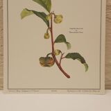 Planche botanique Théier