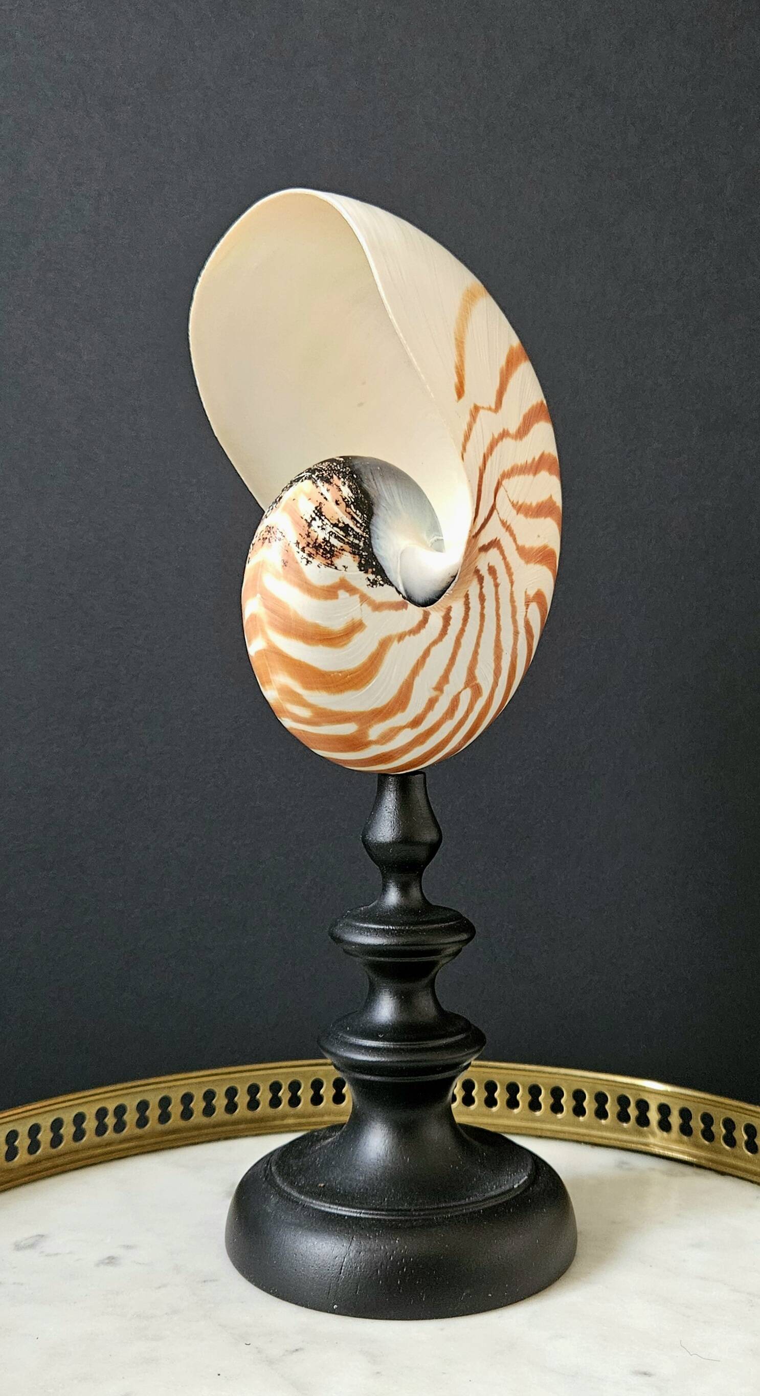 Nautilus / Natural Nautile, Black Turned Wooden Base H: 25 cm