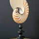 Nautilus / Natural Nautile, Black Turned Wooden Base H: 25 cm