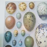 Lithograph on eggs from 1928