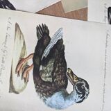 9 illustrations of ducks