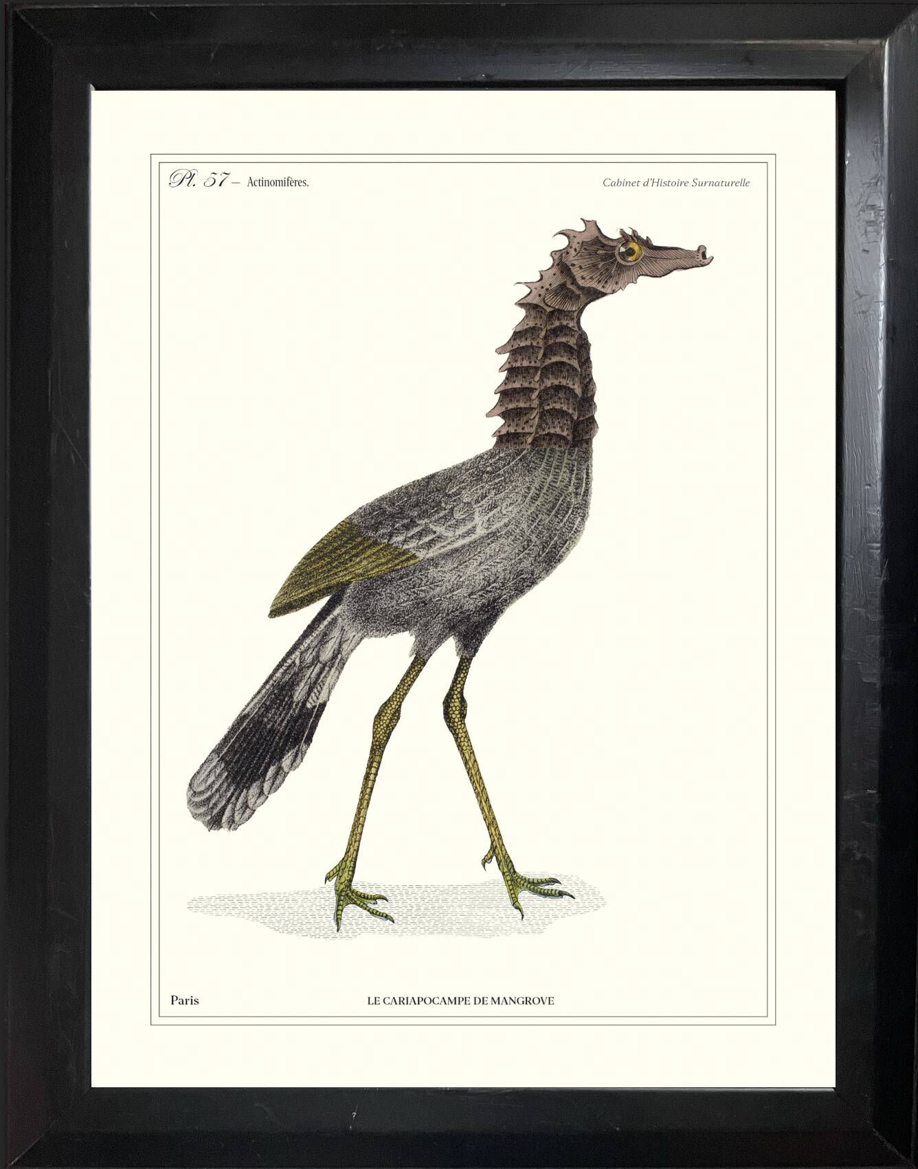 Lithograph engraving chimera animal, the flamoulpe 22x28 cm