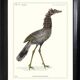 Lithograph engraving chimera animal, the flamoulpe 22x28 cm