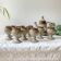Vintage C. Dangon Salins coffee set from the 1950s