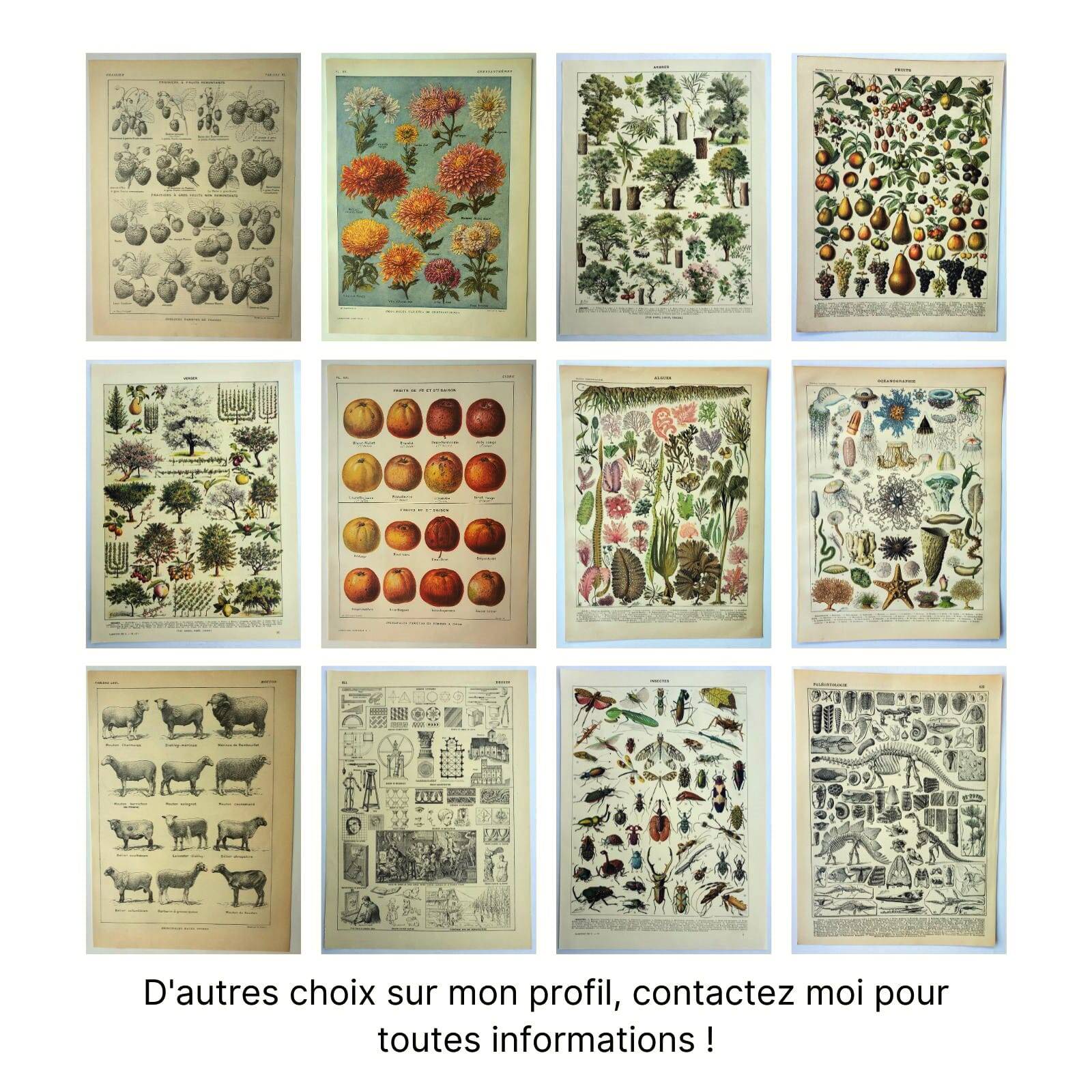 Botanical engraving 1928 A. Millot - Vegetables and vegetable plants, vegetable garden