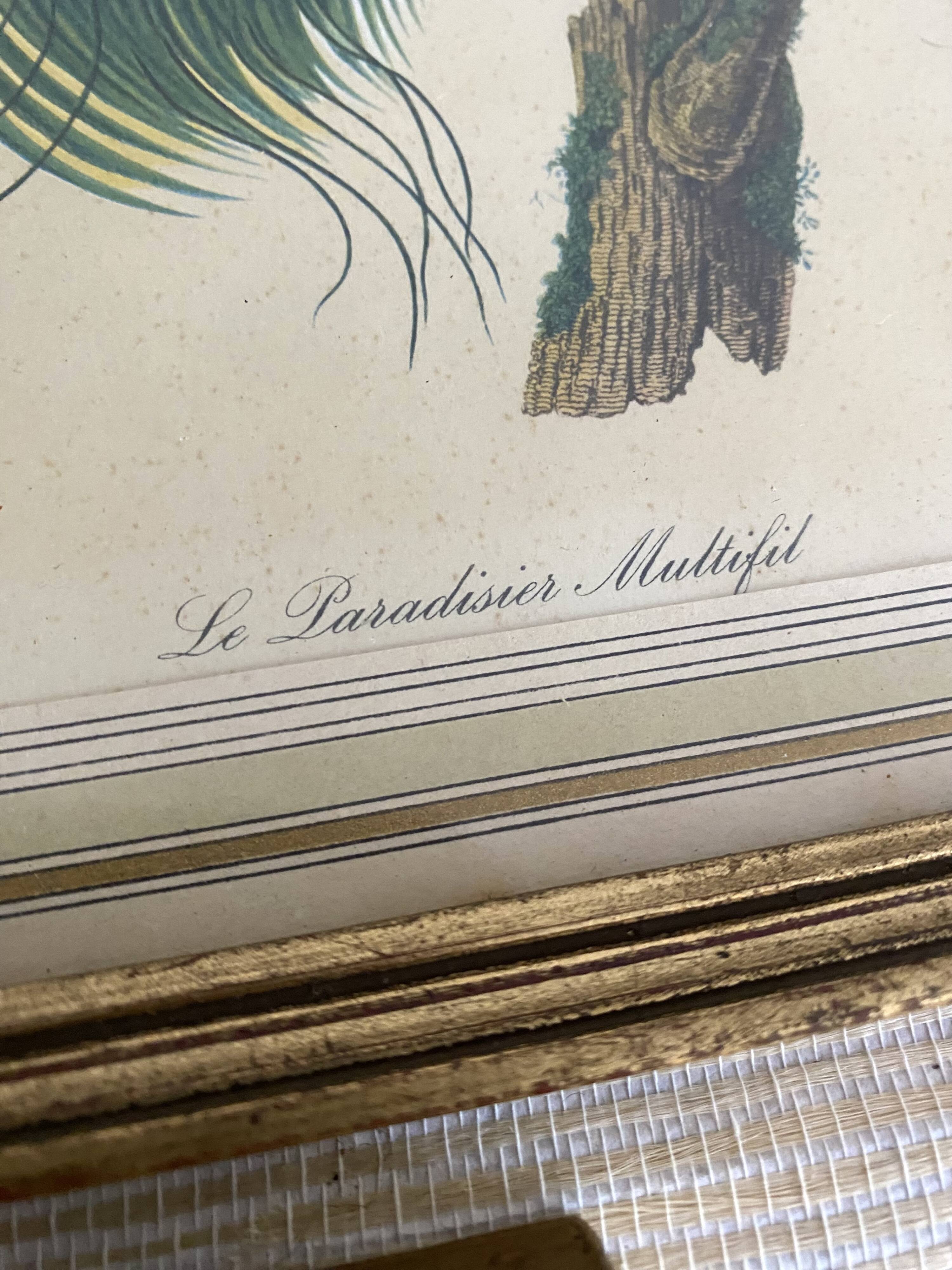 3 framed illustrations of birds of paradise