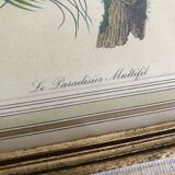 3 framed illustrations of birds of paradise