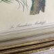3 framed illustrations of birds of paradise