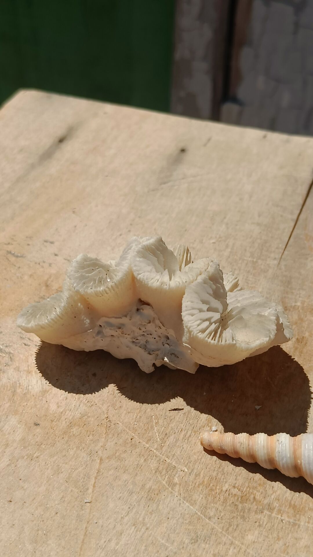 Coral and shells