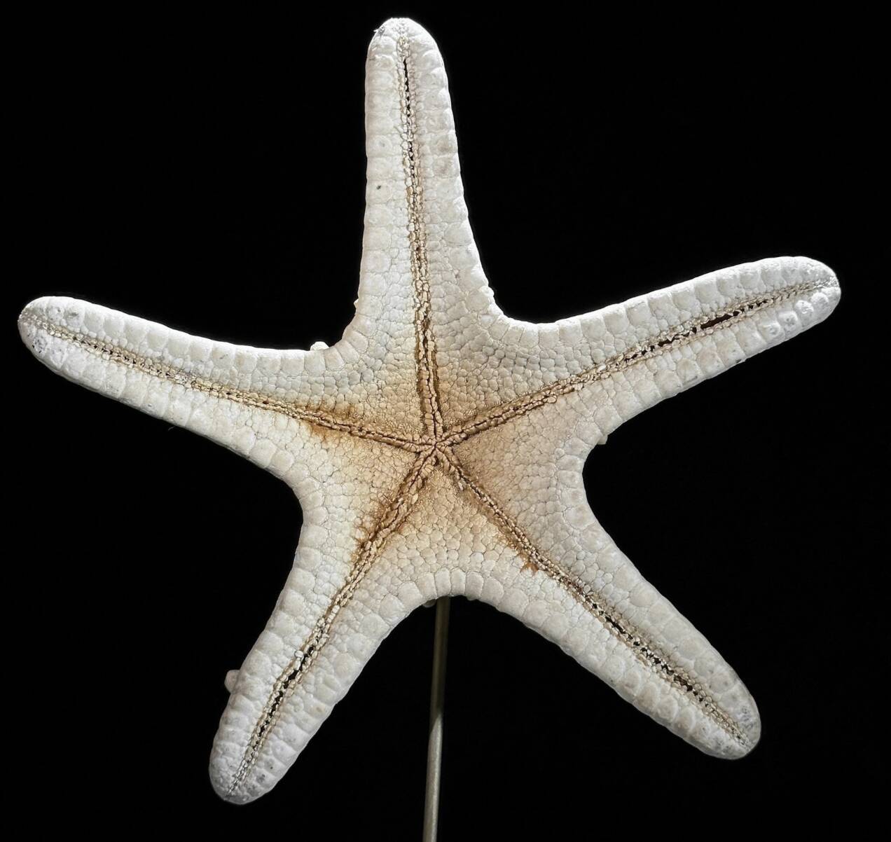 Starfish Protoreaster nodosus on a base