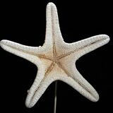 Protoreaster nodosus starfish on base