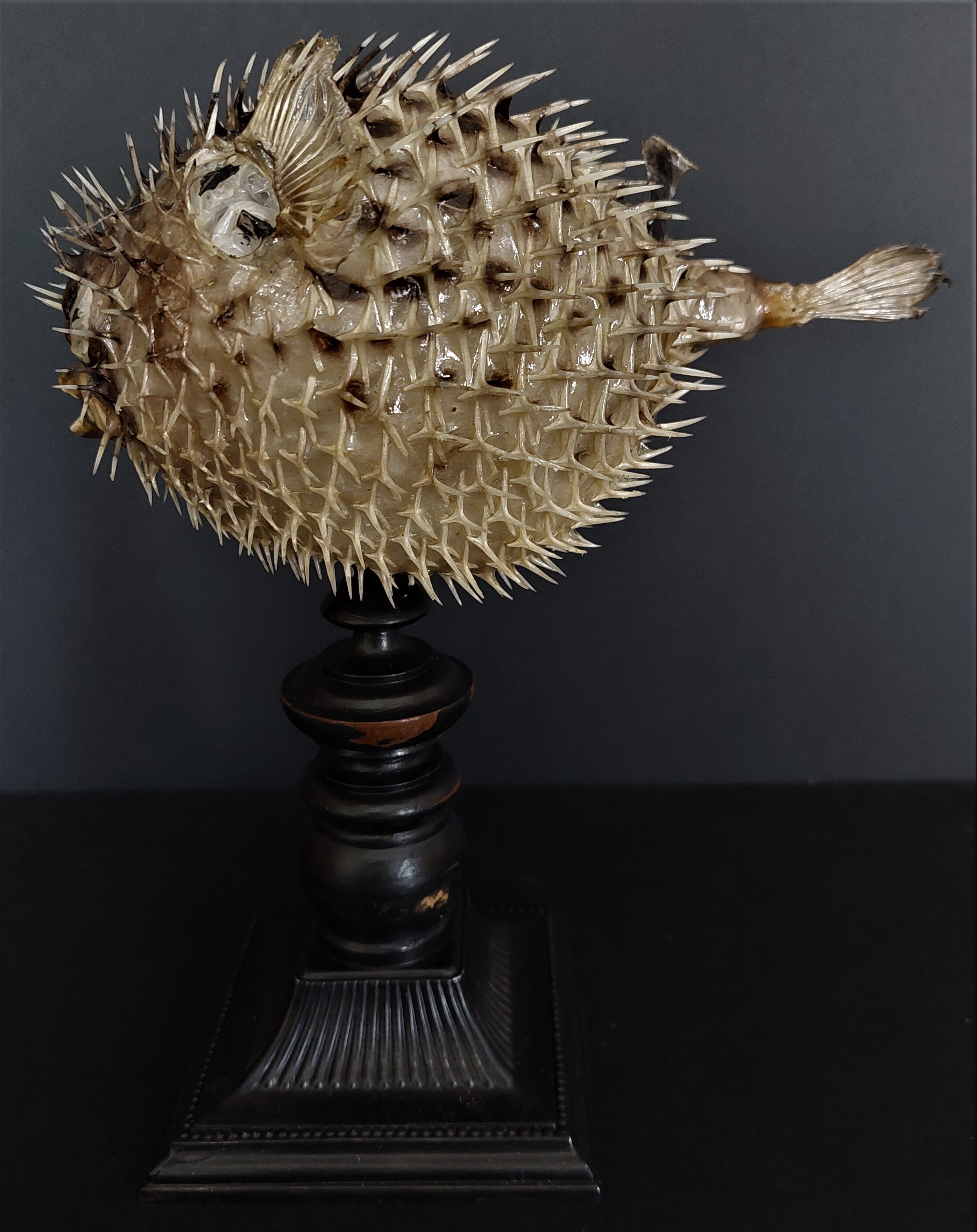 Naturalized fish diodon holocanthus on base