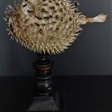 Naturalized fish diodon holocanthus on base