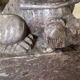 Pair of Foo Dog bookends in sculpted steatite.