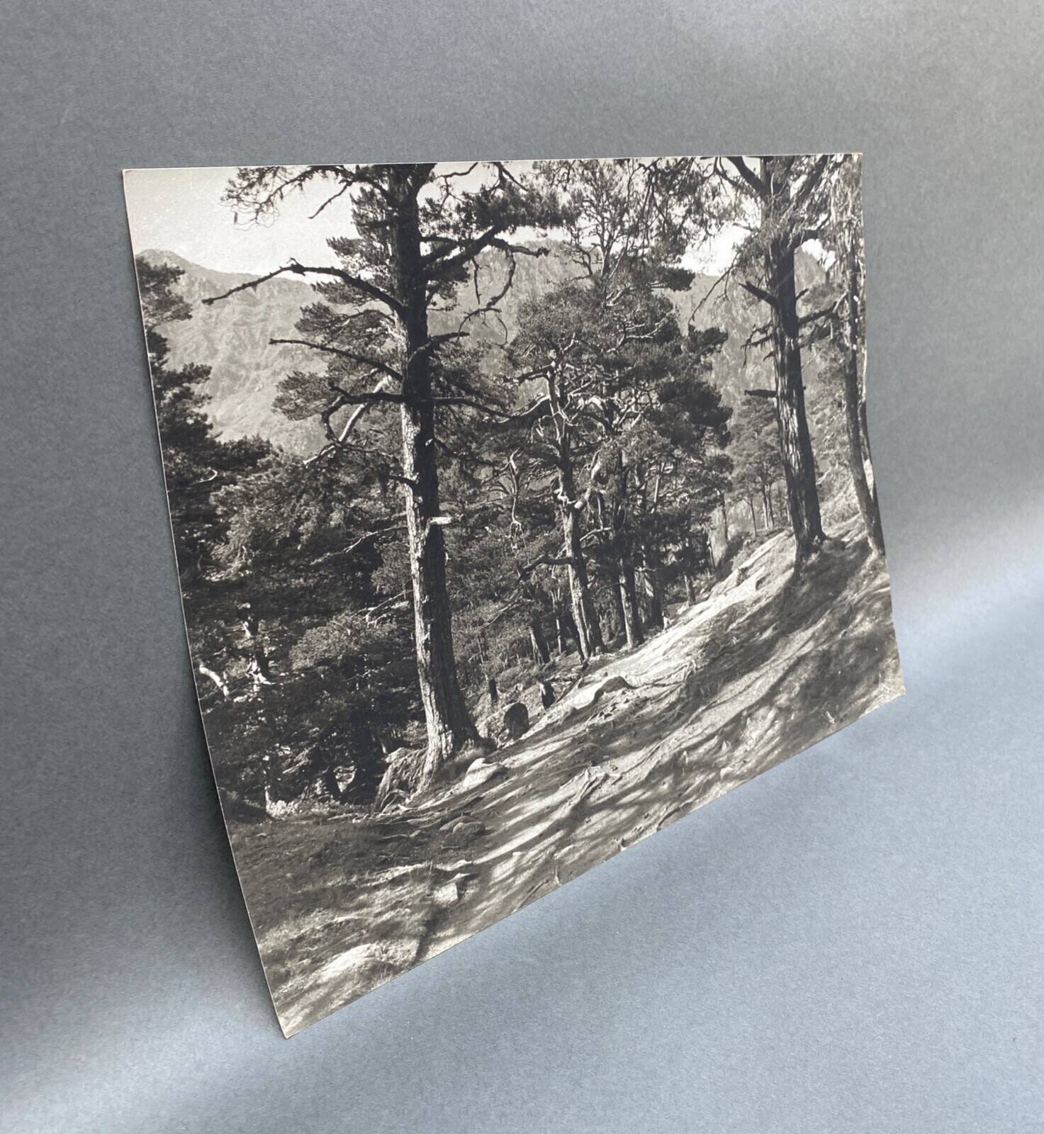 Silver gelatin photograph by Bernard Darot, Undergrowth, 20th century