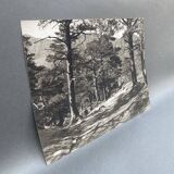 Silver gelatin photograph by Bernard Darot, Undergrowth, 20th century