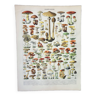 Gravure ancienne 1898, Champignons 1, cueillette • Lithographie, Planche originale