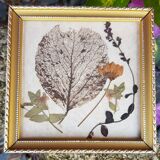 Herbarium frame