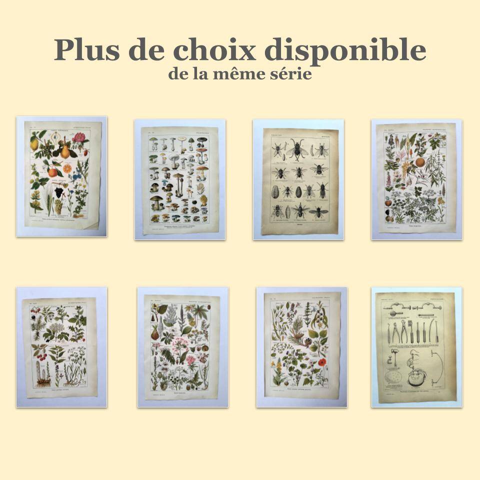 Vintage engraving from 1925 • Sudorific medicinal plants by M. Desse