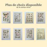 Vintage engraving from 1925 • Sudorific medicinal plants by M. Desse