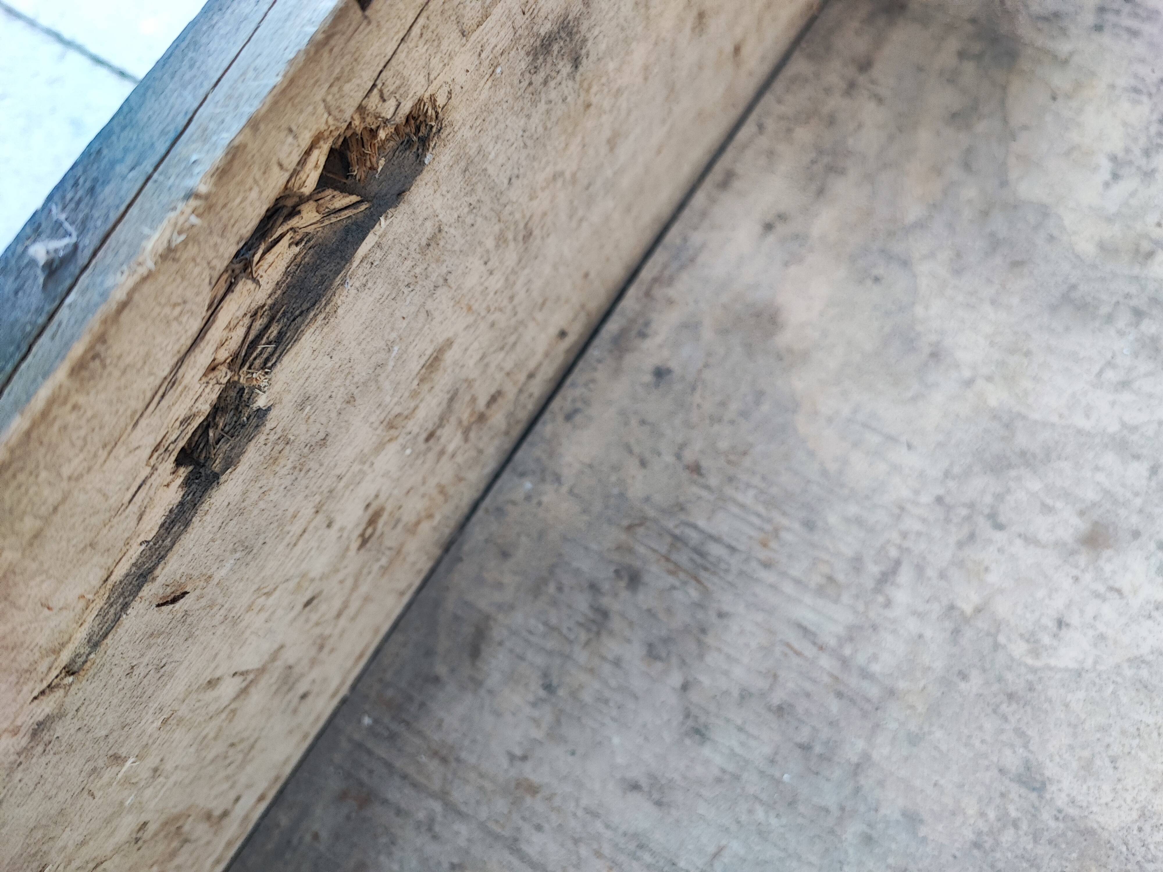 Trunk chest in raw wood