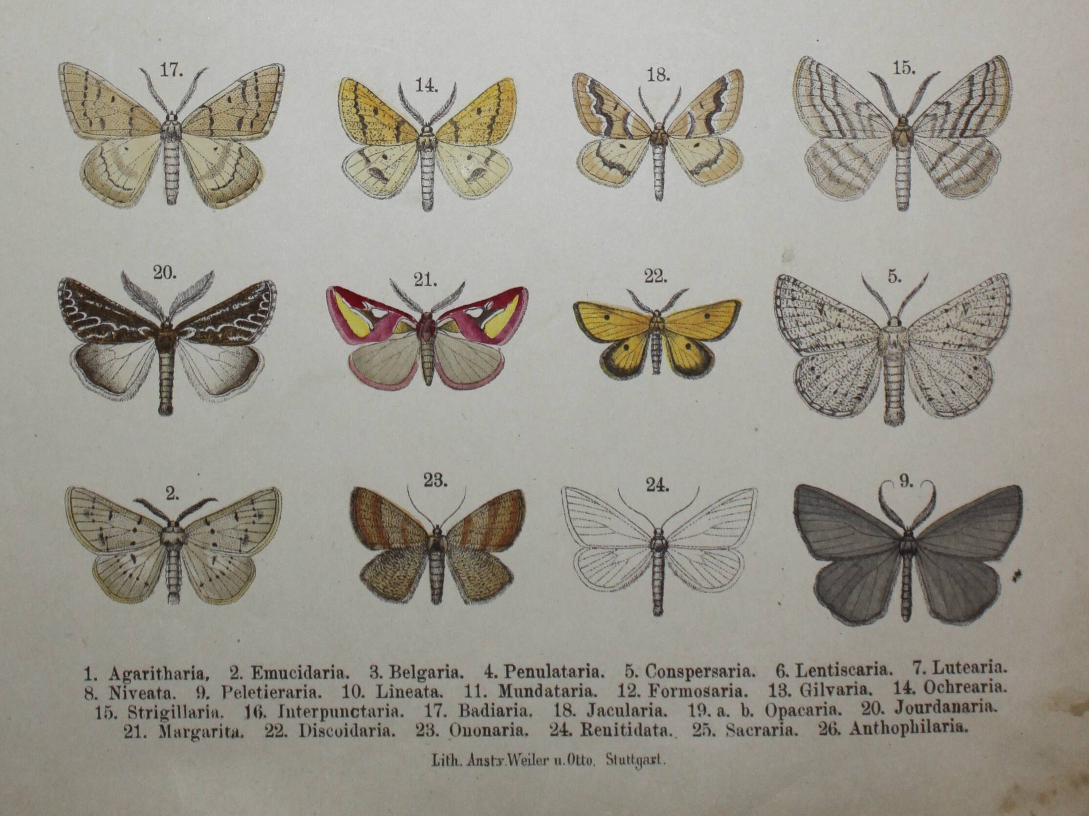 Old engraving of Butterflies - Lithograph from 1887 - Agaritharia - Original illustration