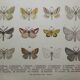 Old engraving of Butterflies - Lithograph from 1887 - Agaritharia - Original illustration