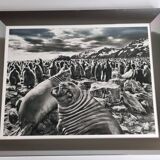 Offset edition in black and white "Genesis" after Sebastião Salgado, framed under glass, 30 x 38 cm