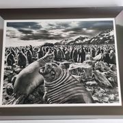 Offset edition in black and white "Genesis" after Sebastião Salgado, framed under glass, 30 x 38 cm