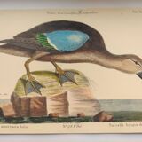 Antique bird engraving - Brown Teal - Ornithological plate by Seligmann & Catesby
