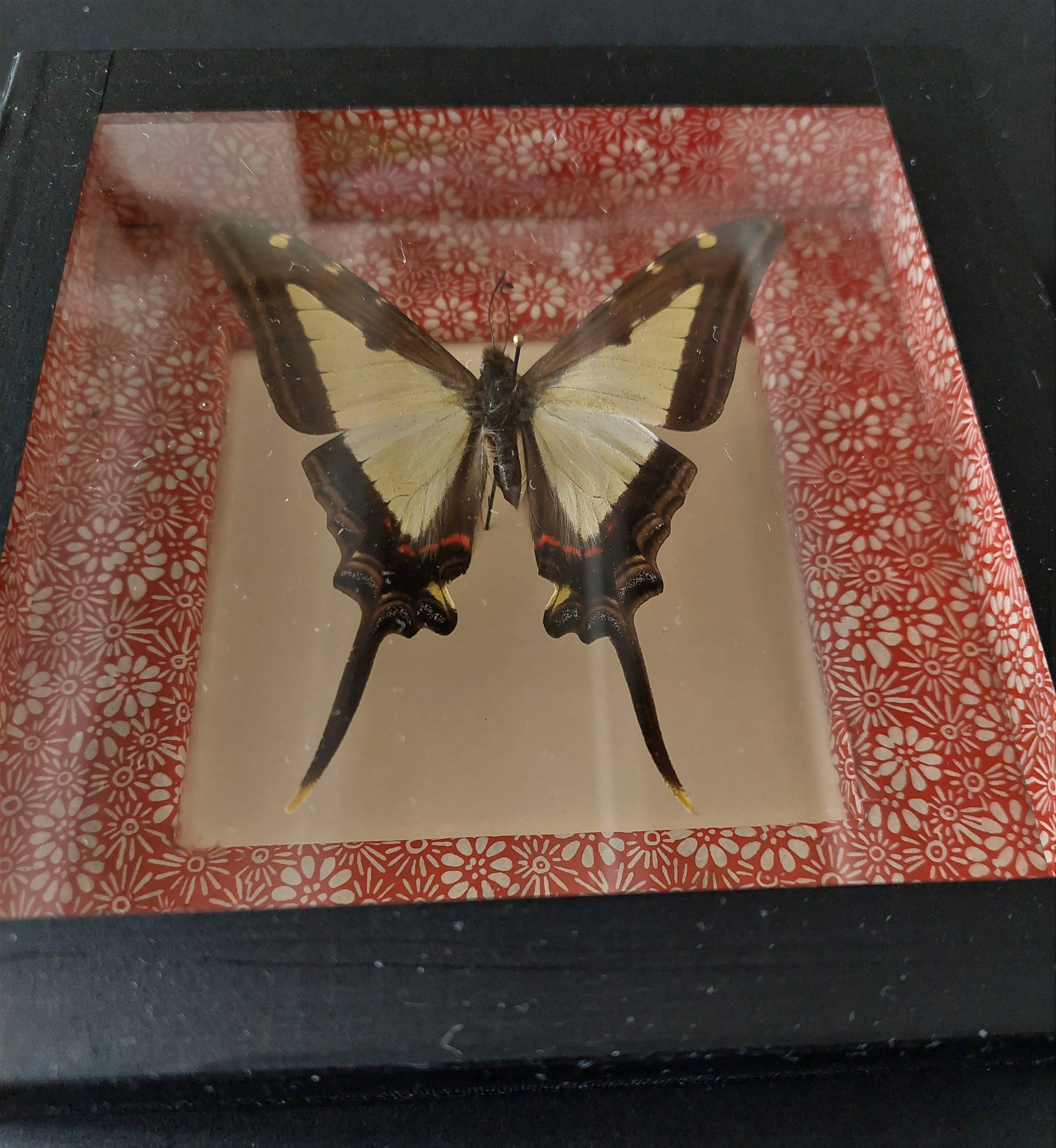 Natural history entomology framework butterfly eurytides leucaspis