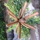 Six-headed coat holder in curved wood vintage 40s-50s