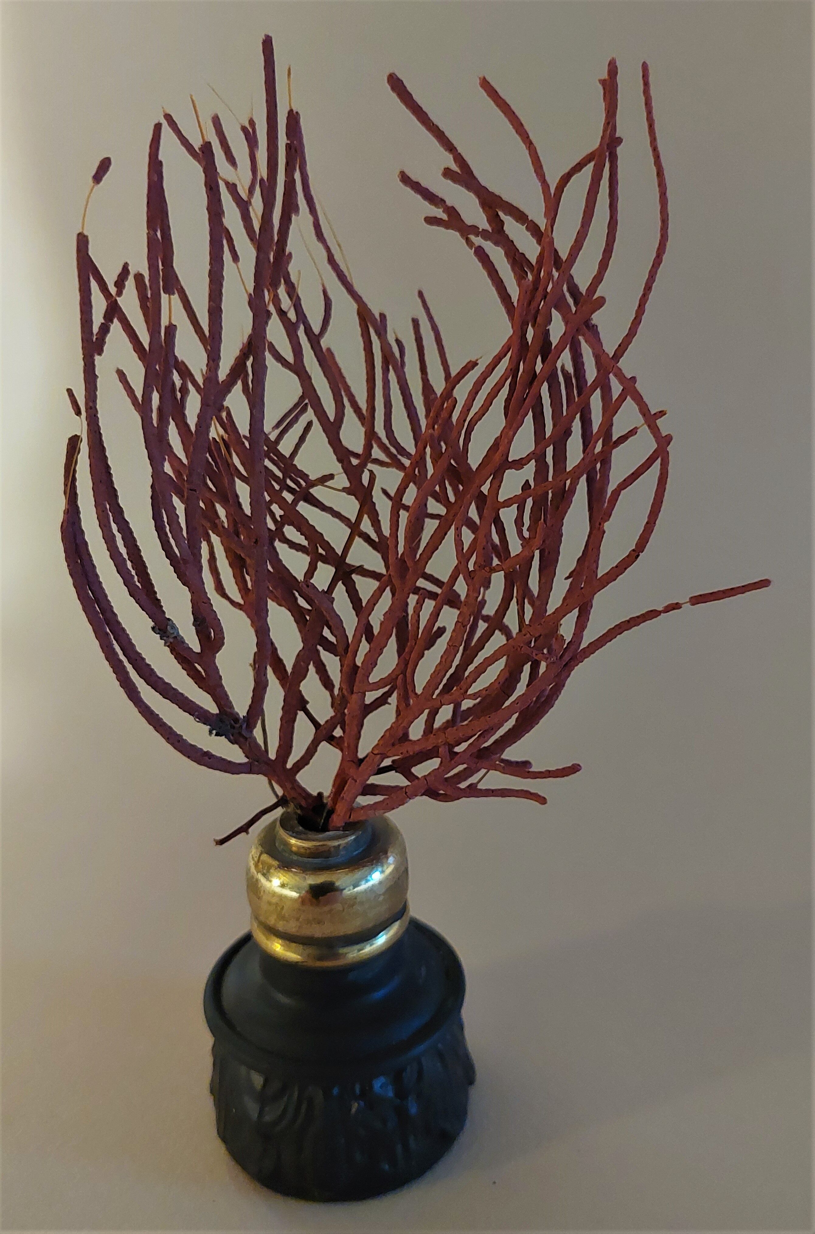 Cabinet of Curiosities red coral ellisella ceratophyta on base