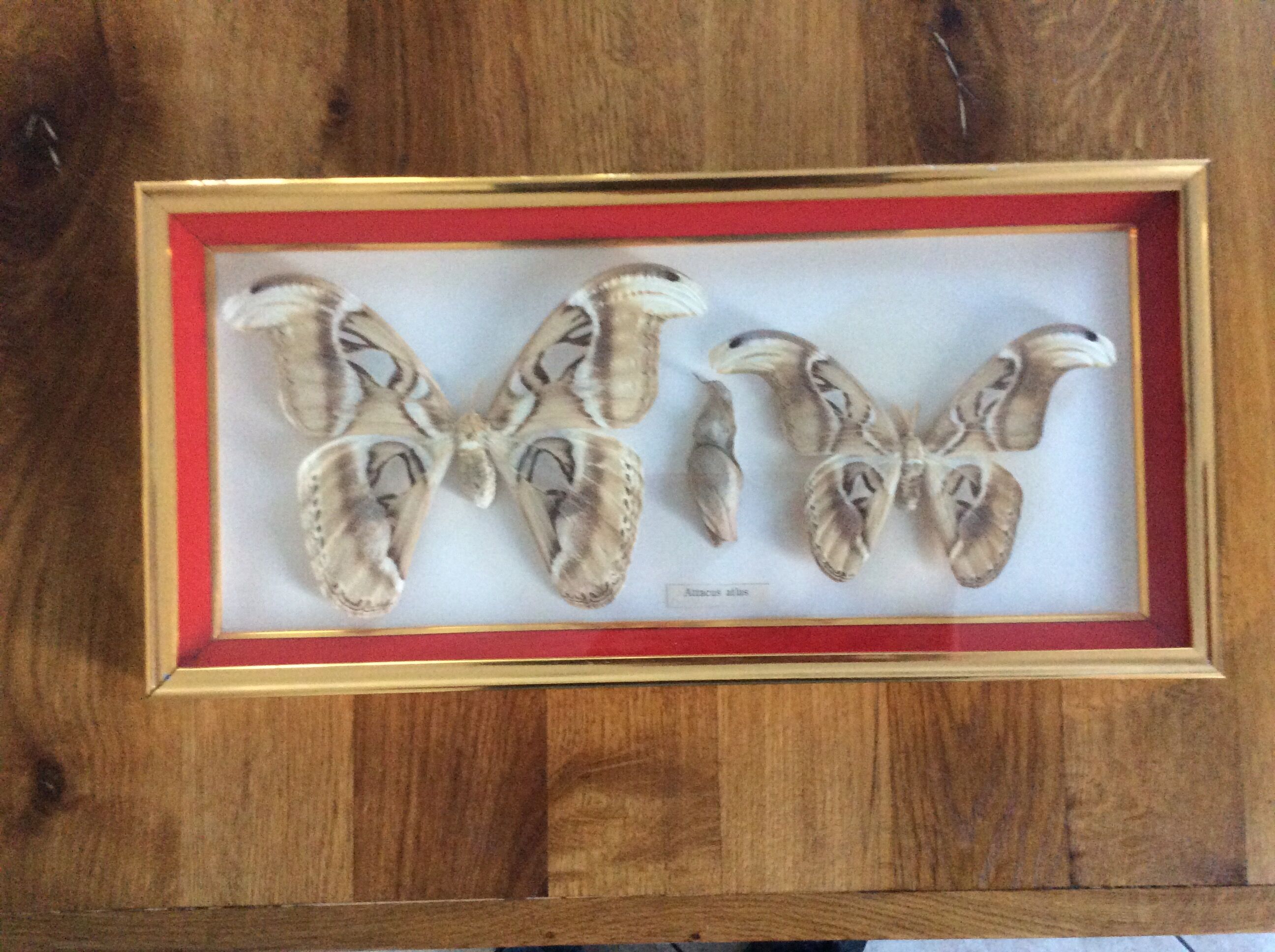 Naturalized butterfly frame