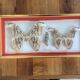 Naturalized butterfly frame