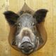 Taxidermie, tête de sanglier