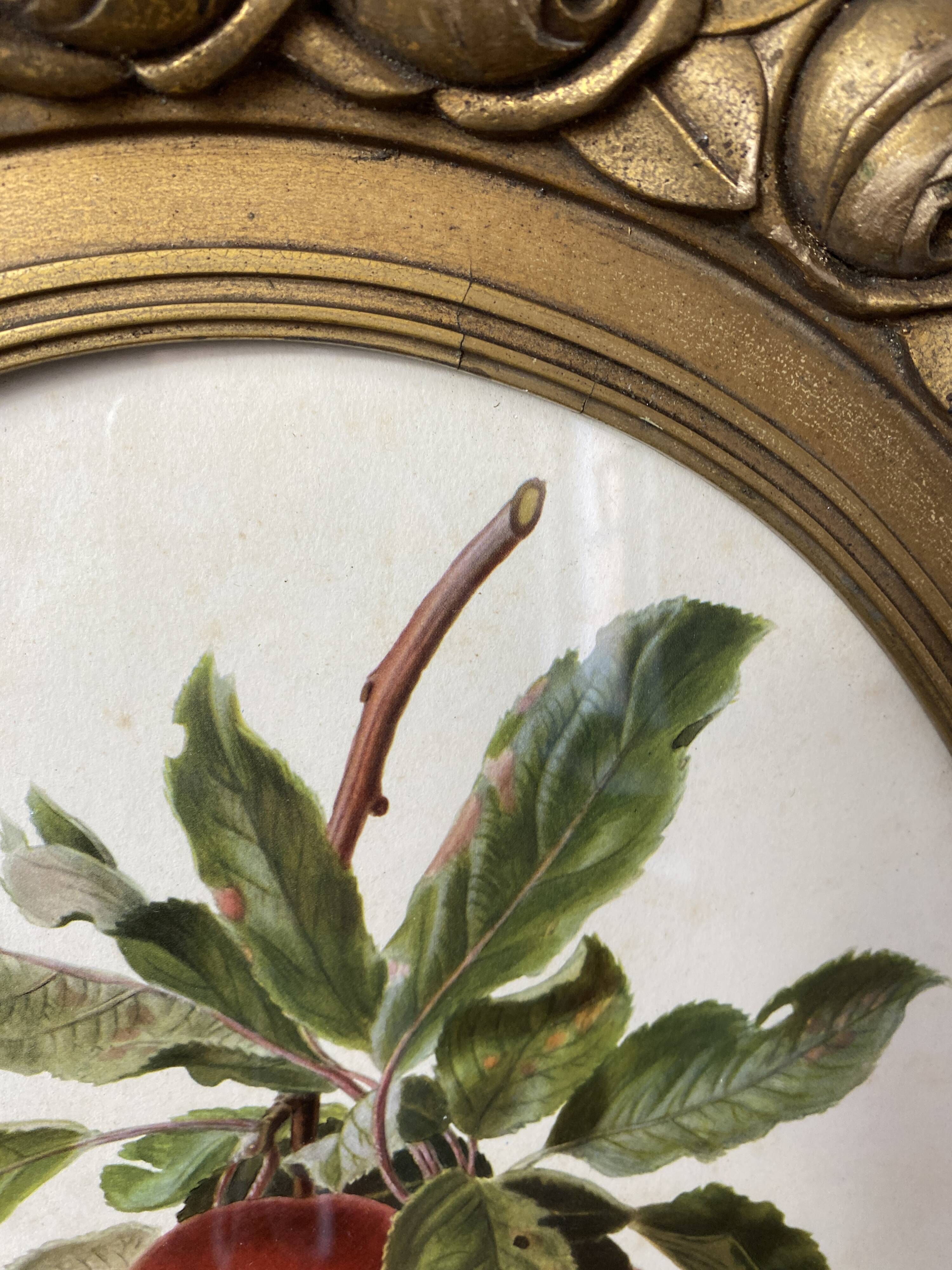 Affiche botanique Malus Communis encadrée