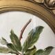 Affiche botanique Malus Communis encadrée